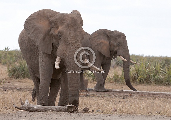 African Elephant, Kruger National Park SA (Wild)