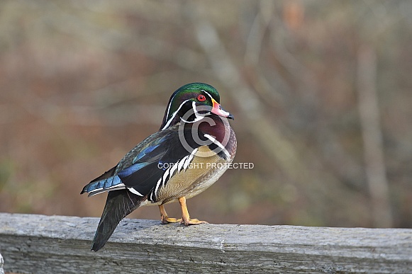 Wood Duck