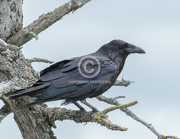 Common Raven in Alaska