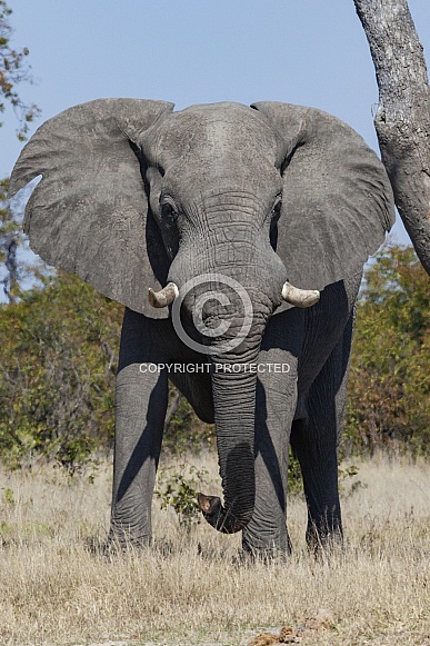African Bull Elephant - Botswana