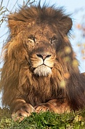 Male African Lion Lying In Sunshine and Shade