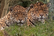 Two Jaguars Lying Together In The Grass