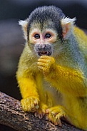 Suirrel monkey eating
