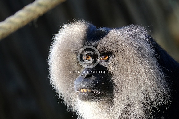 The lion-tailed macaque