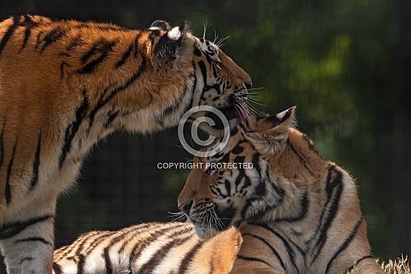 Amur Tigers Grooming Each Other