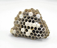 paper vespid wasp nest made from fiber from dead wood pulp and plant stems, which they mix with saliva, used to construct making a gray or brown papery material isolated on white background