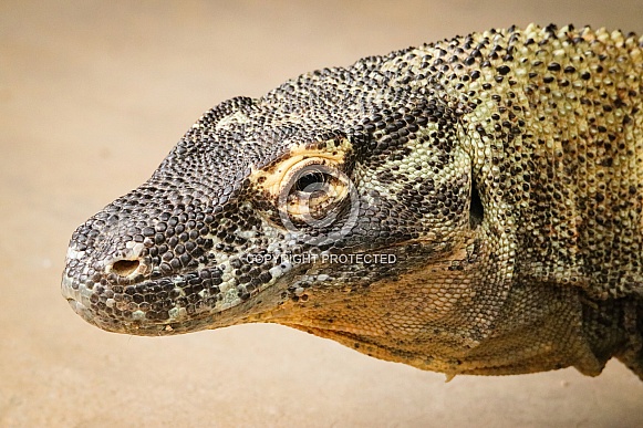 Komodo Dragon