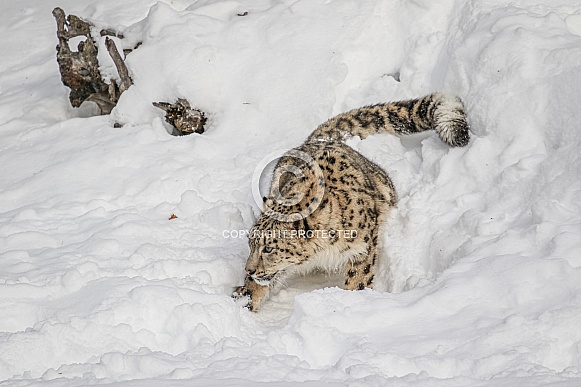 Snow Leopard