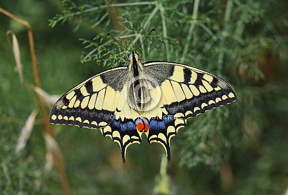 Swallowtail Swallowtail