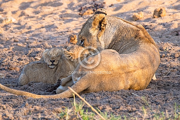 Lioness with Two Cubs