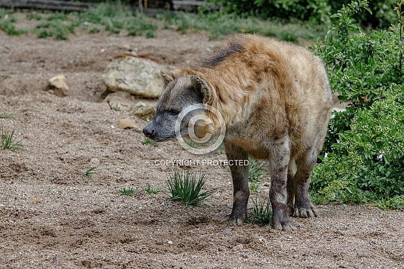 Hyena