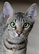 Savannah cat Gaia
