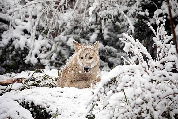Hudson Bay Wolf (Canis lupus hudsonicus) Hudson Bay Wolf (Canis lupus hudsonicus)