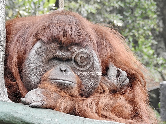 Male Orangutan