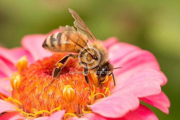 European honey bee on zinnia.