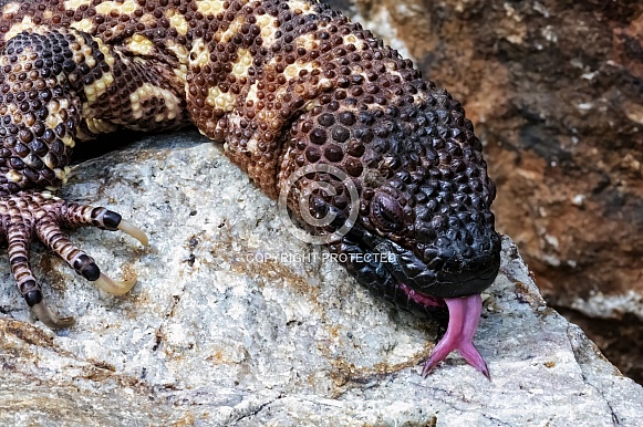 Rio Fuerte Beaded Lizard