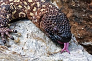 Rio Fuerte Beaded Lizard