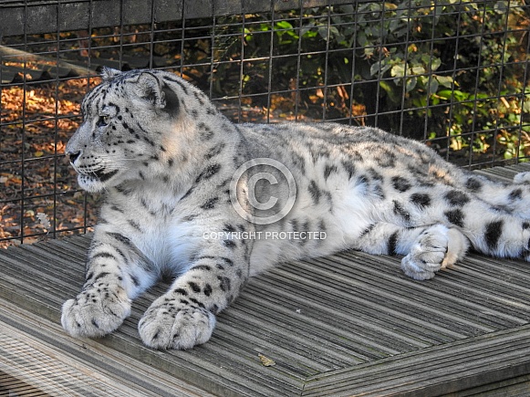 Snow Leopard