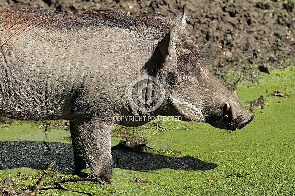 Warthog