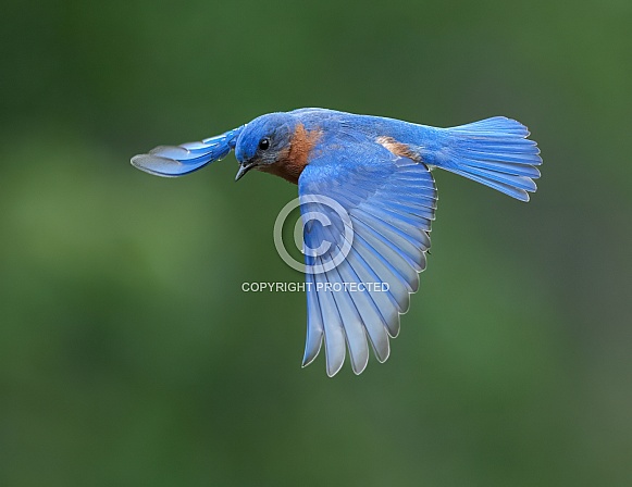 Eastern Bluebird