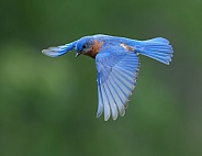 Eastern Bluebird