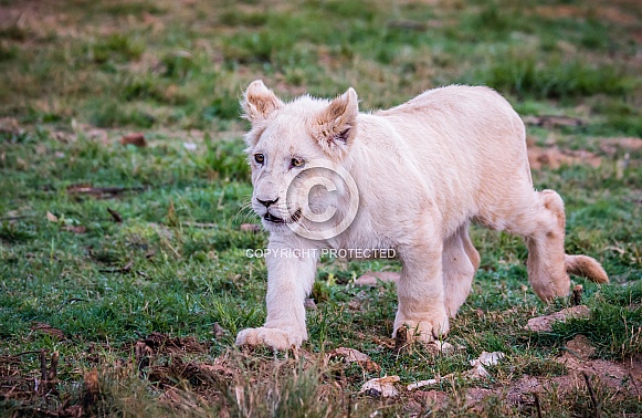 White Lion White Lion