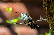 Broad Billed Hummingbird
