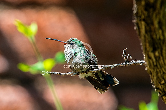 Broad Billed Hummingbird