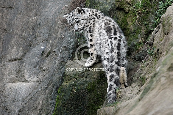 Snow Leopard