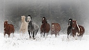 Warm-blood Horse--Foggy Morning Run