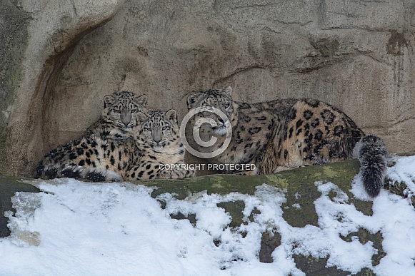 Snow Leopard with cubs in the Snow