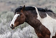Wild Horses