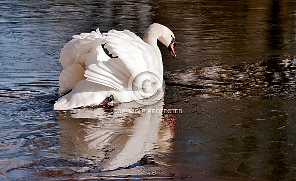 Mute Swan Mute Swan
