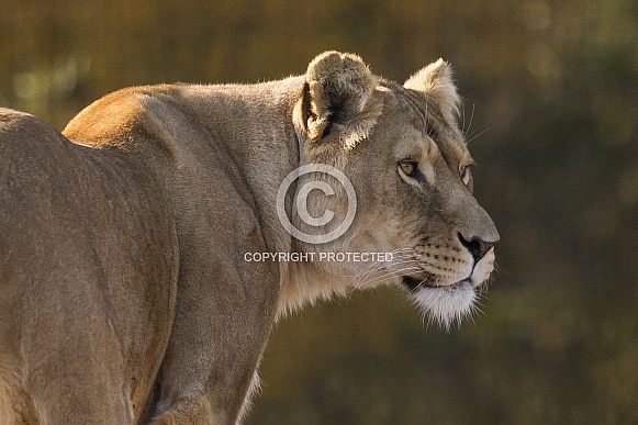 African Lion
