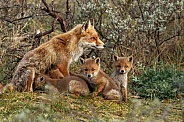 Family foxes