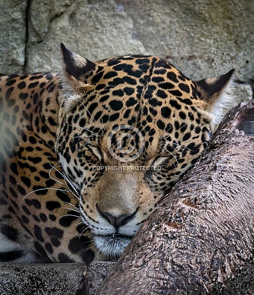 Panamanian Jaguar