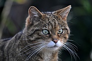 Scottish wildcat (Felis silvestris silvestris)