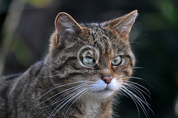 Scottish wildcat (Felis silvestris silvestris)