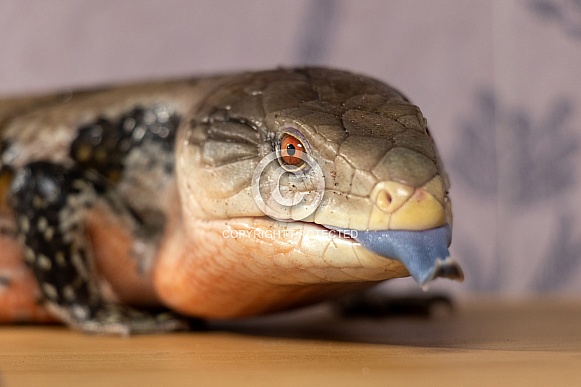 Blue Tongue Skink Close Up Tongue Out Blue Tongue Skink Close Up Tongue Out