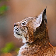 Young Lynx