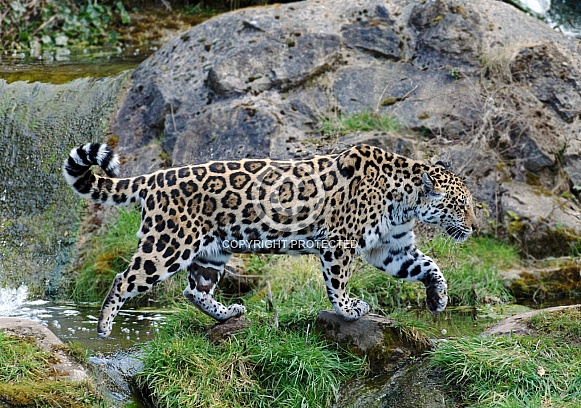 Jaguar