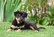 Puppy (mixed breed)