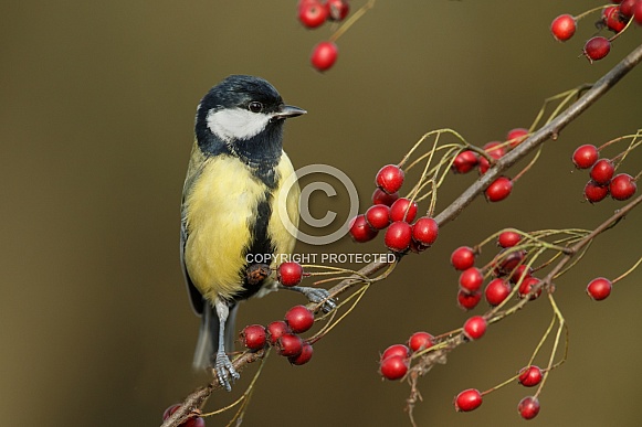 The great tit (Parus major) The great tit (Parus major)