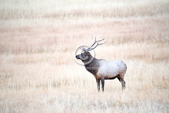 Wild bull elk Wild bull elk