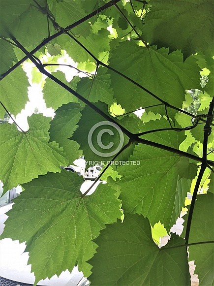 Ornamental Grape Leaves