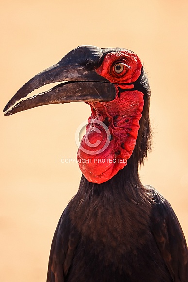 Southern Ground Hornbill