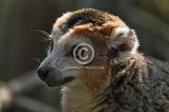 Crowned Lemur Close Up Face Shot Crowned Lemur Close Up Face Shot