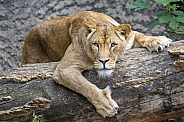 Lion (Panthera onca)