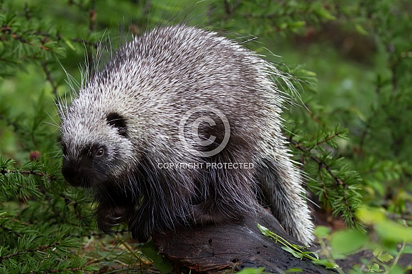 Juvenile Porcupine Foraging Juvenile Porcupine Foraging