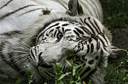 White Tiger Lying Down Looking To Camera